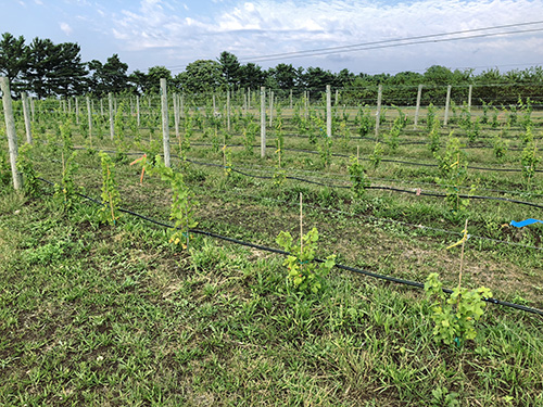 Fig 23_August 27 2018_(post-planting)
